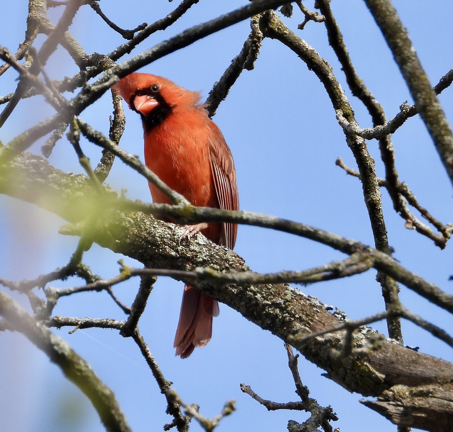 2022 Peterborough Christmas Bird Count Peterborough Field Naturalists