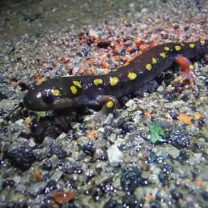 CS Salamander