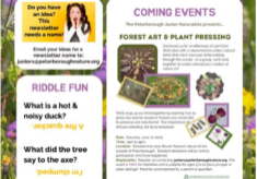 Forest Art & Plant Pressing